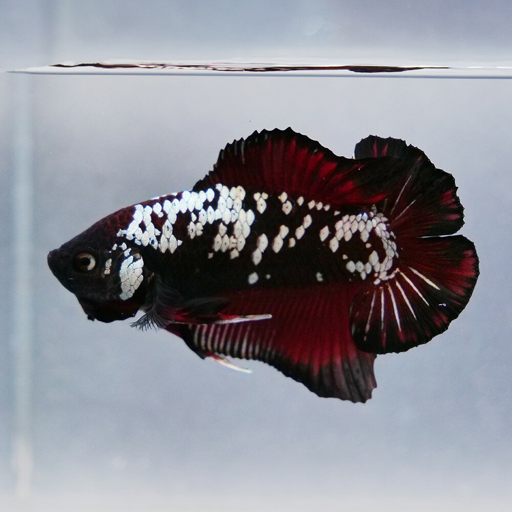 （熱帯魚）一点物　ベタ　プラカットダブルテール　アバター　（オス）（1匹）　北海道・九州航空便要保温...
