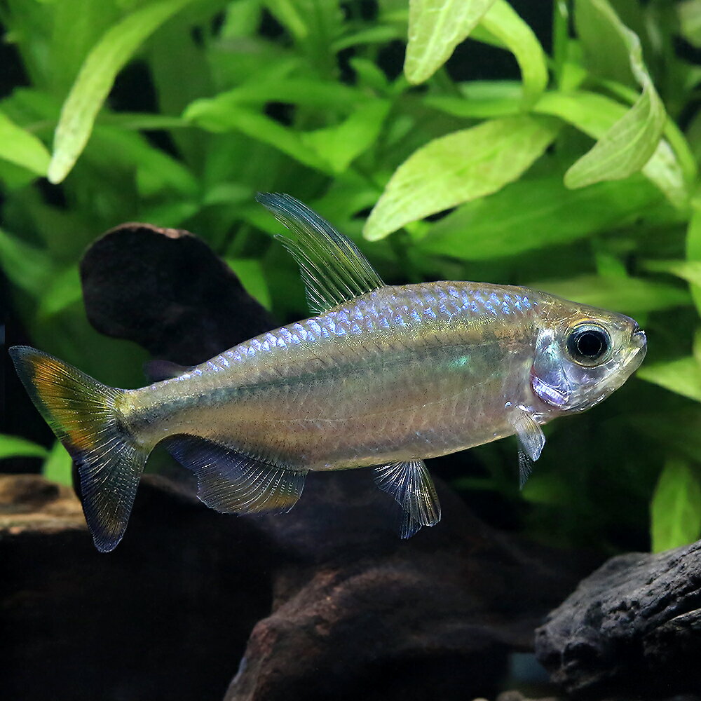 （熱帯魚）レッドテールサファイアコンゴテトラ（ワイルド）（1ペア）　北海道・九州航空便要保温