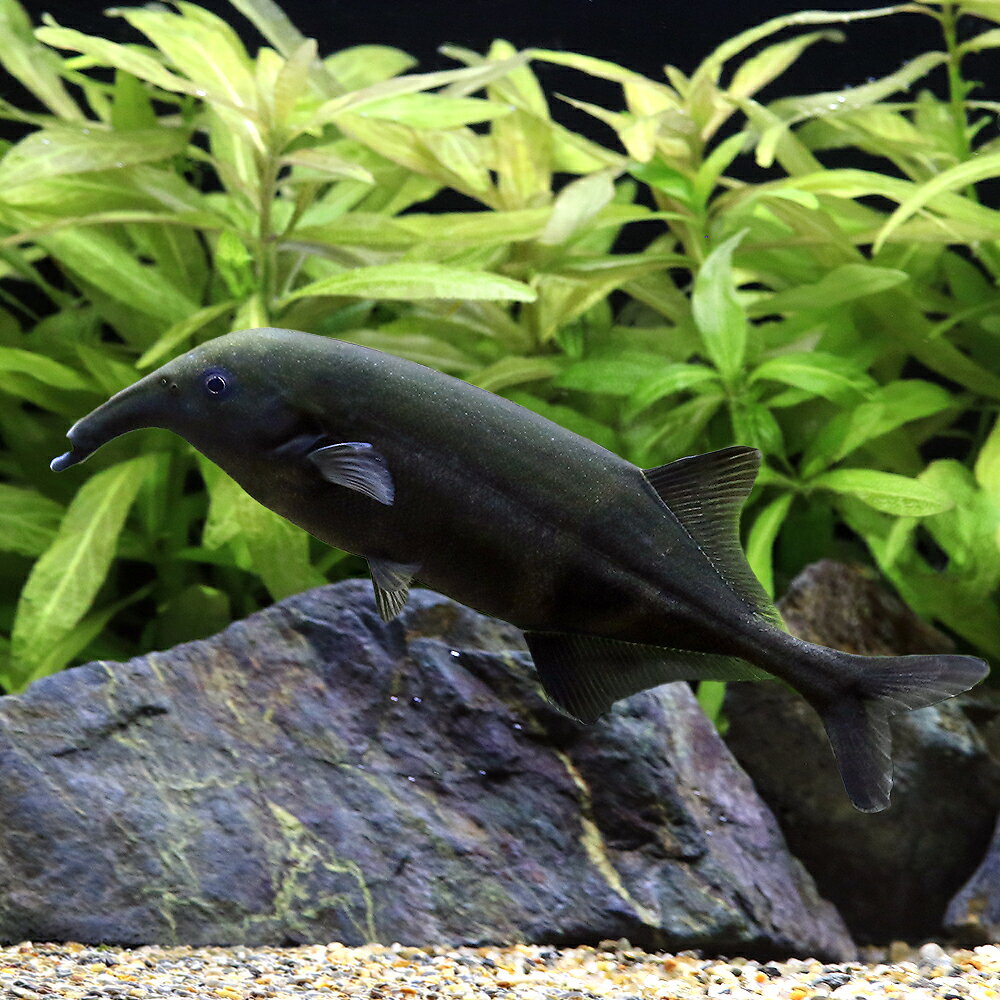 （熱帯魚）カンピロモルミルス　リンコフォルス（1匹）　北海道・九州航空便要保温