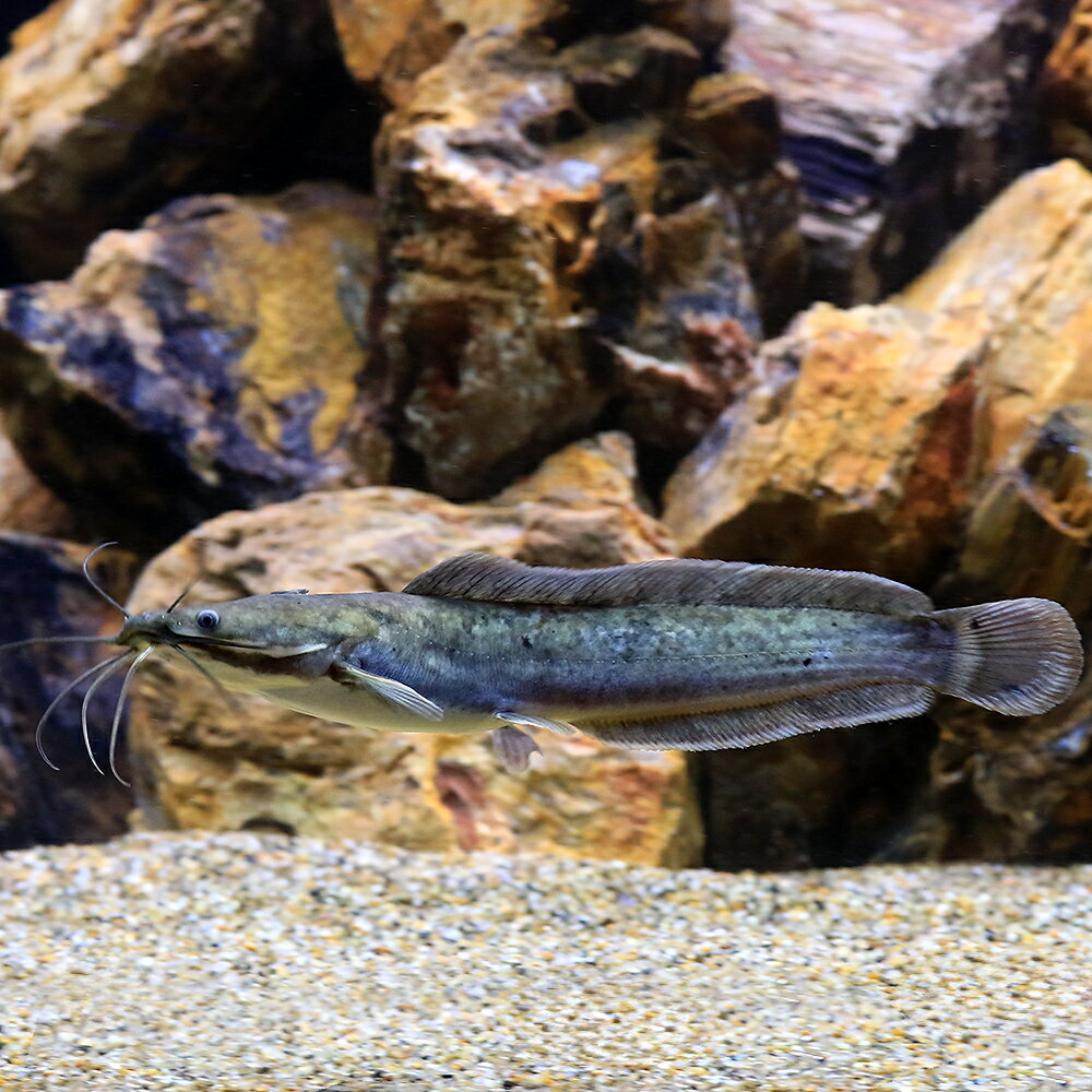 （熱帯魚）クラリアス　ガリエピヌス（1匹）　北海道・九州航空便要保温