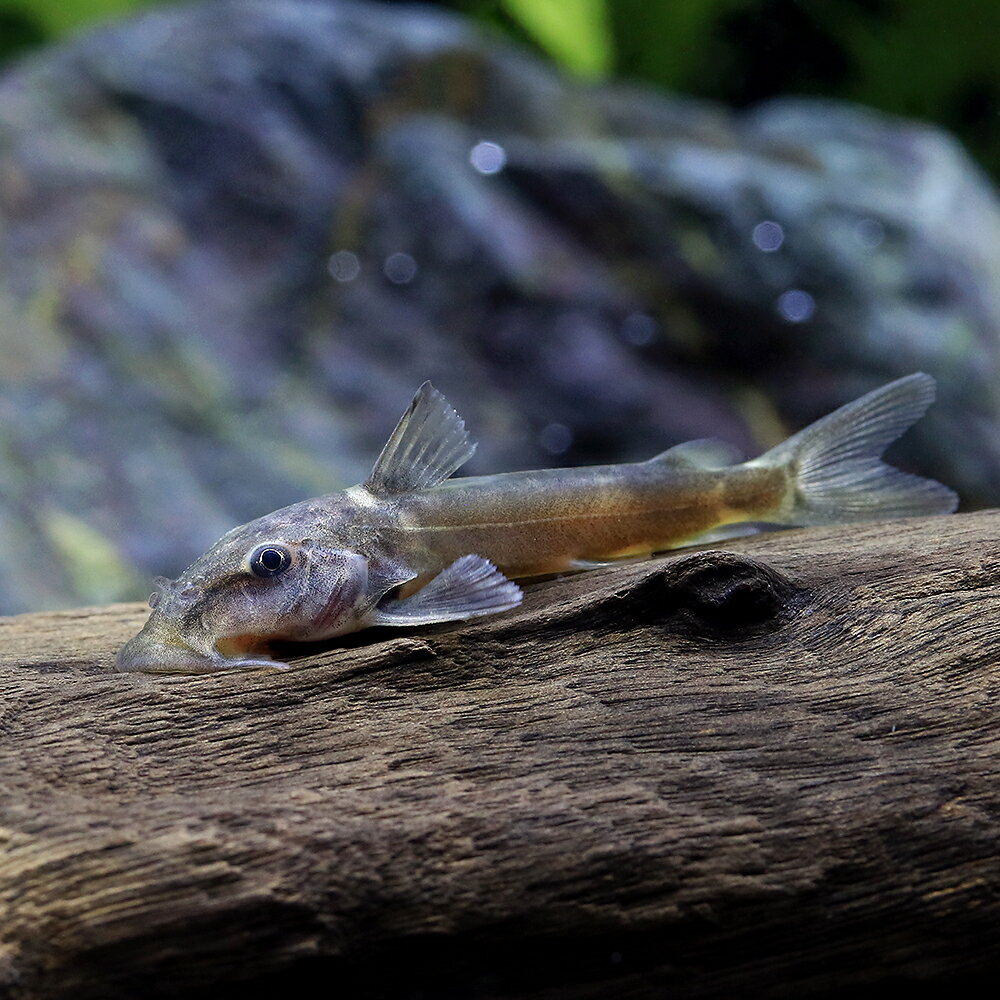 （熱帯魚）キログラニスsp．コンゴ（1匹）　北海道・九州航空便要保温