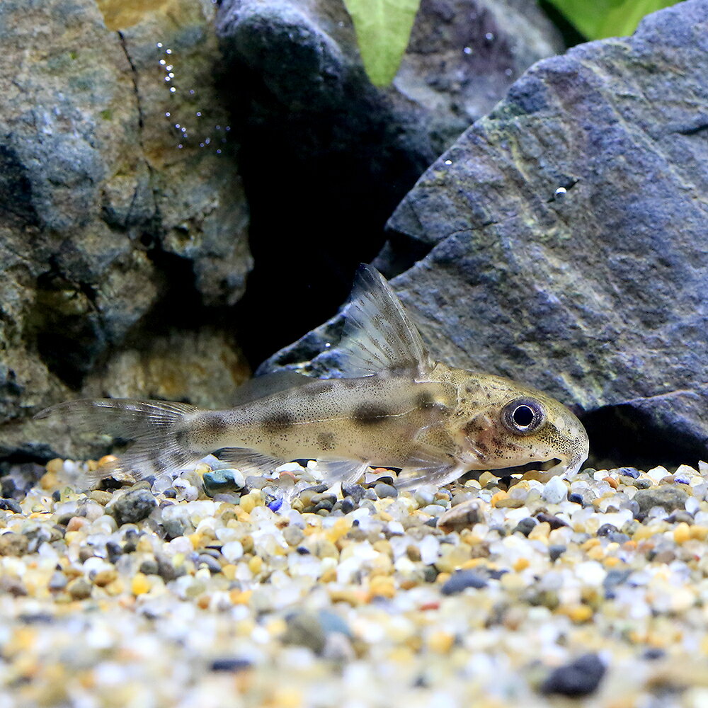 樂天商城 - （熱帯魚）シノドンティス　コンギクス（1匹）　北海道・九州航空便要保温