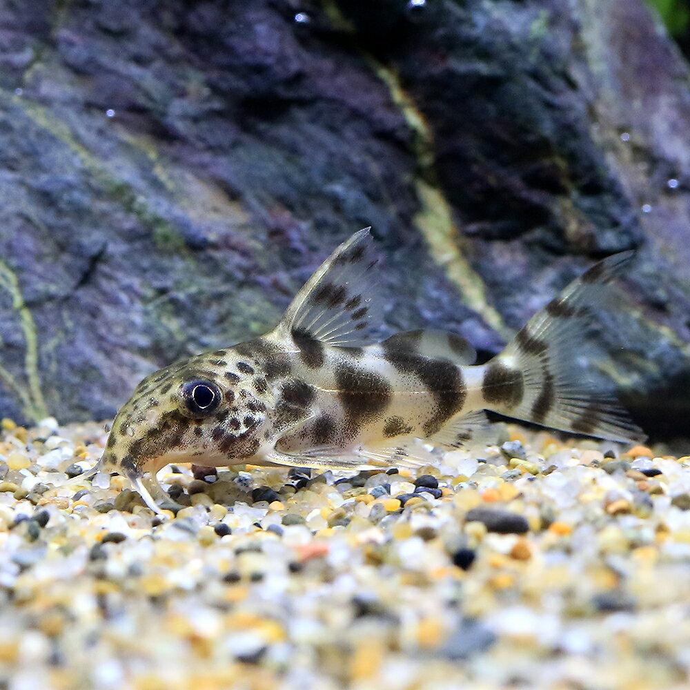 【3／5限定】当選確率2分の1！1等最大100％　（熱帯魚）シノドンティス　ヌミファー（ワイルド）（1匹）　北海道・九州航空便要保温