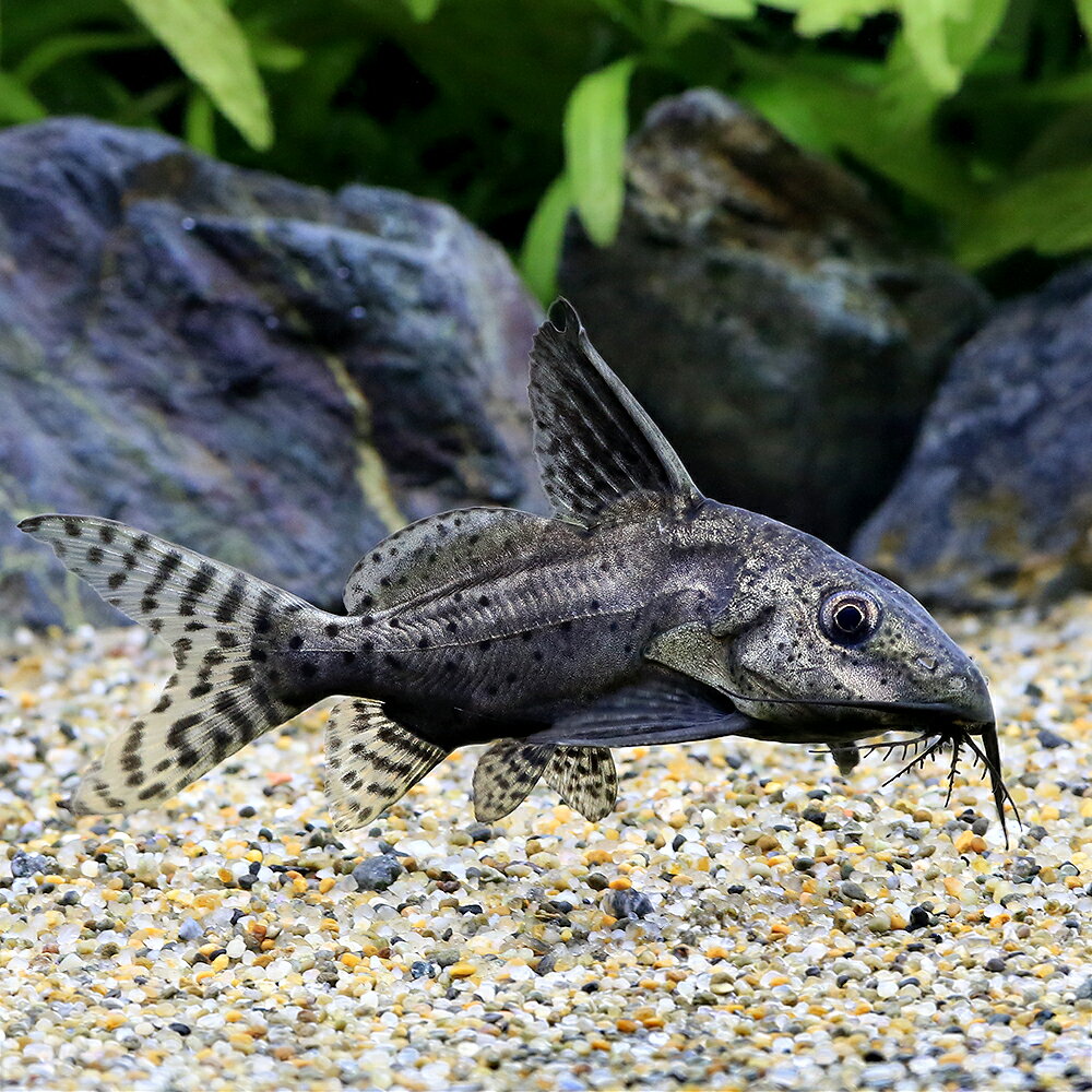（熱帯魚）ブラキノシノドンティス　バテンソーダ（ワイルド）（1匹）　北海道・九州航空便要保温