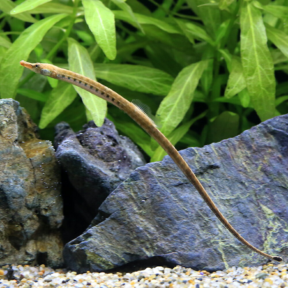 ��Ǯ�ӵ��˥��եꥫ��ԥ��ߡ��ѥ��ץե��å���ʥ磻��ɡˡ�1ɤ�ˡ��̳�ƻ���彣�Ҷ������ݲ�