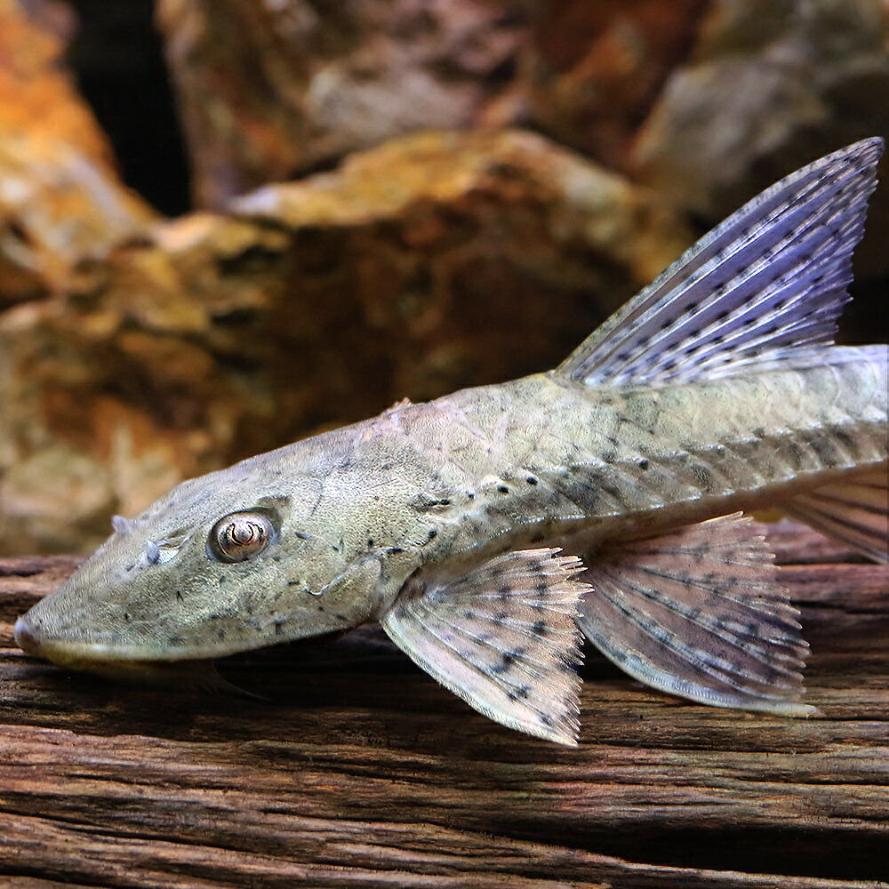 （熱帯魚）ロリカリクティスsp．マナカシアス（1匹）　北海道・九州航空便要保温