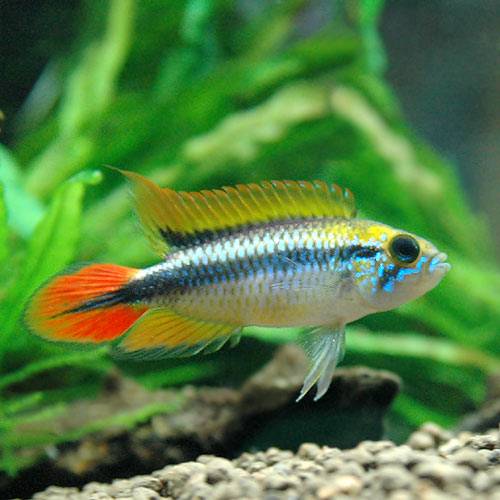 （熱帯魚）アピストグラマ・アガシジィ　ダブルレッド（東南ブリード）（1ペア）　北海道・九州航空便要保 ...