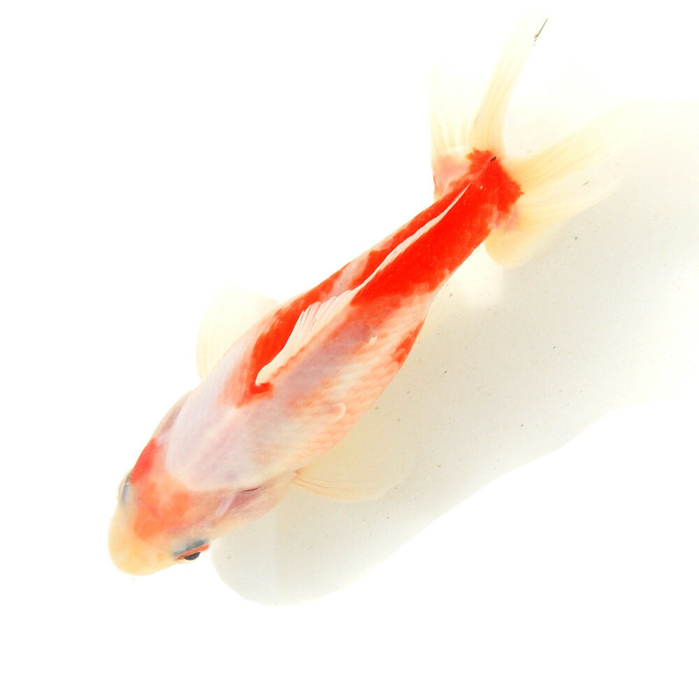 �ʹ񻺶���˰���ʪ�����϶⡡11cm�ޡ�1ɤ��