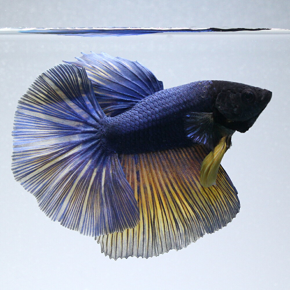 （熱帯魚）一点物　ベタ　ハーフムーン　マスタード　オス（1匹）　北海道・九州航空便要保温