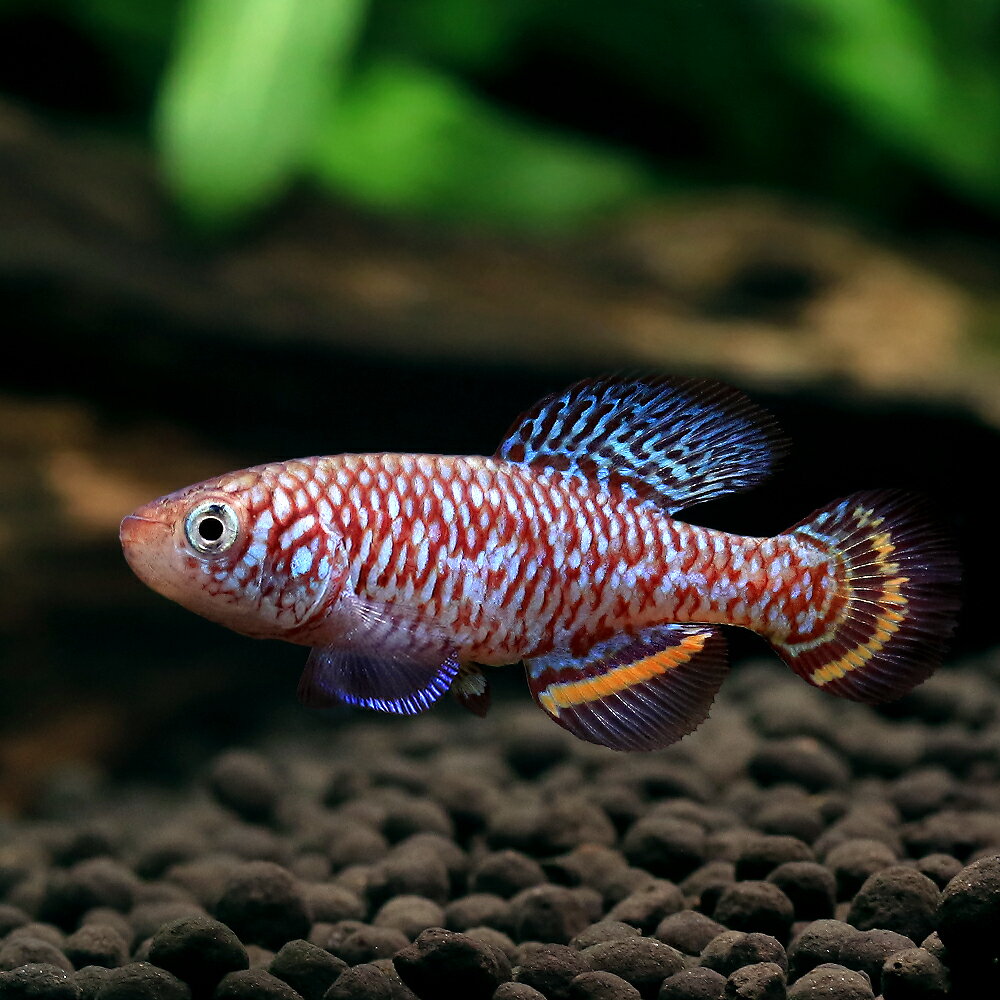（熱帯魚）ノソブランキウス・ディッテ（1ペア）　北海道・九州航空便要保温