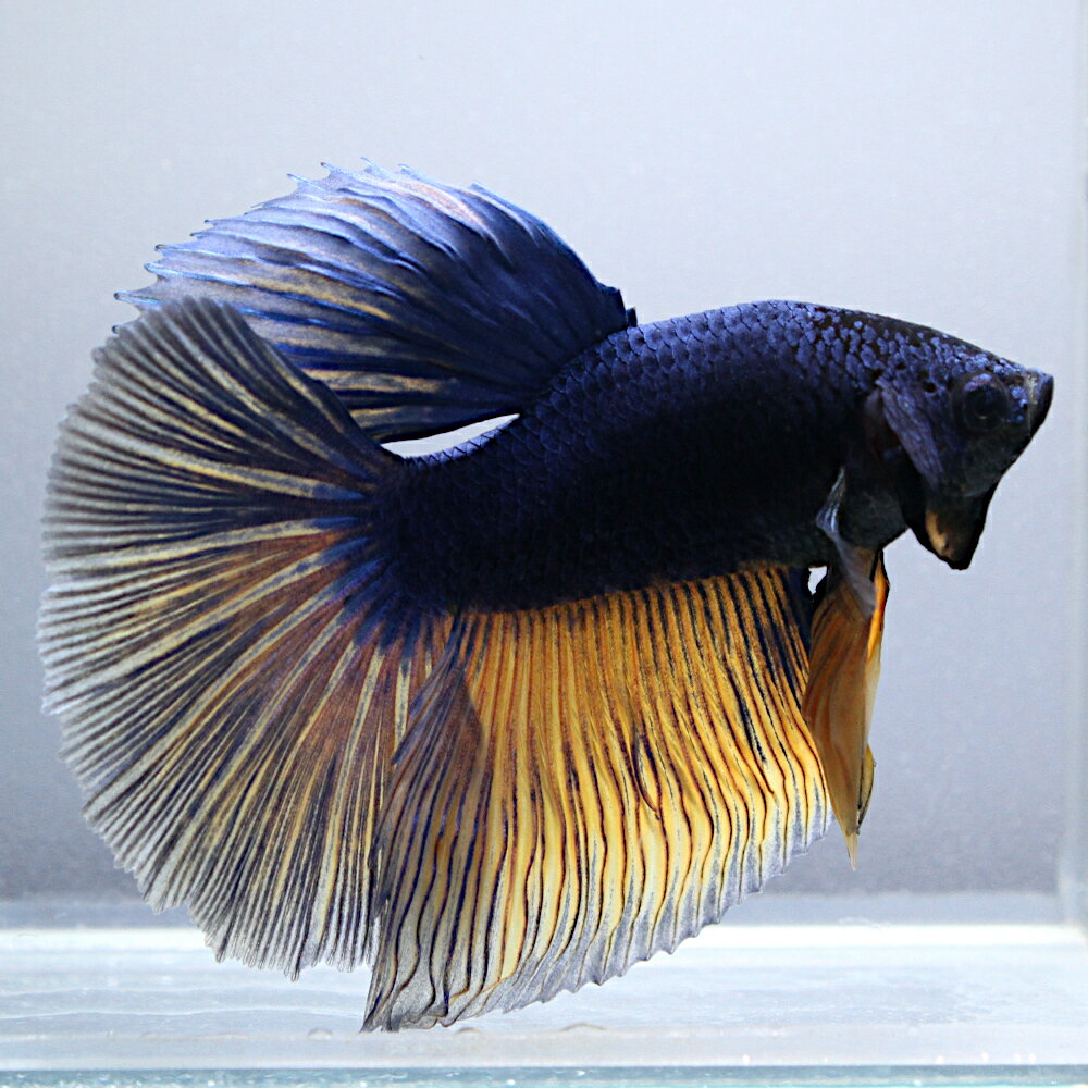 （熱帯魚）一点物　ベタ　ハーフムーン　マスタード　オス（1匹）　北海道・九州航空便要保温