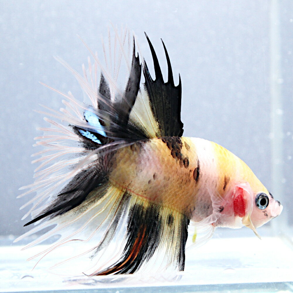 （熱帯魚）一点物　鯉ベタ　クラウンテール　イエロー　オス（1匹）　北海道・九州航空便要保温
