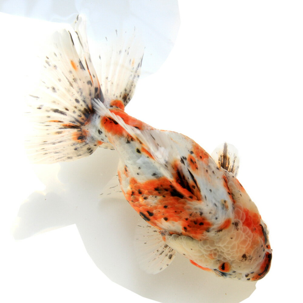 （金魚）一点物　東錦（中国産）15cm±（1匹）