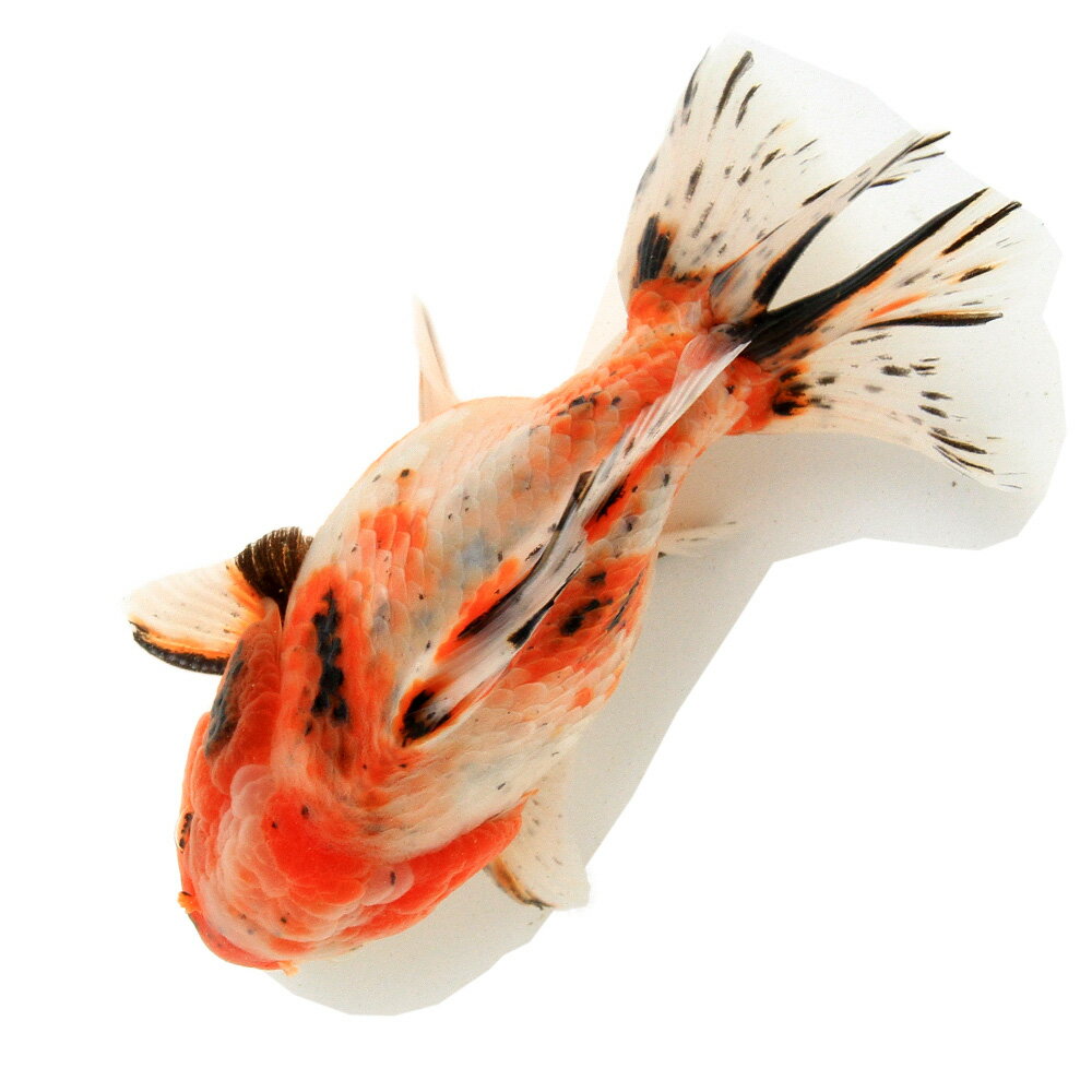 （金魚）一点物　東錦（中国産）15cm±（1匹）