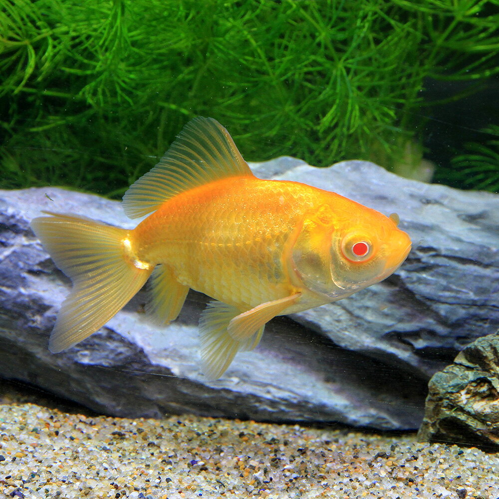 （金魚）アルビノ和金　三つ尾〜四つ尾　（中国産）（1匹）