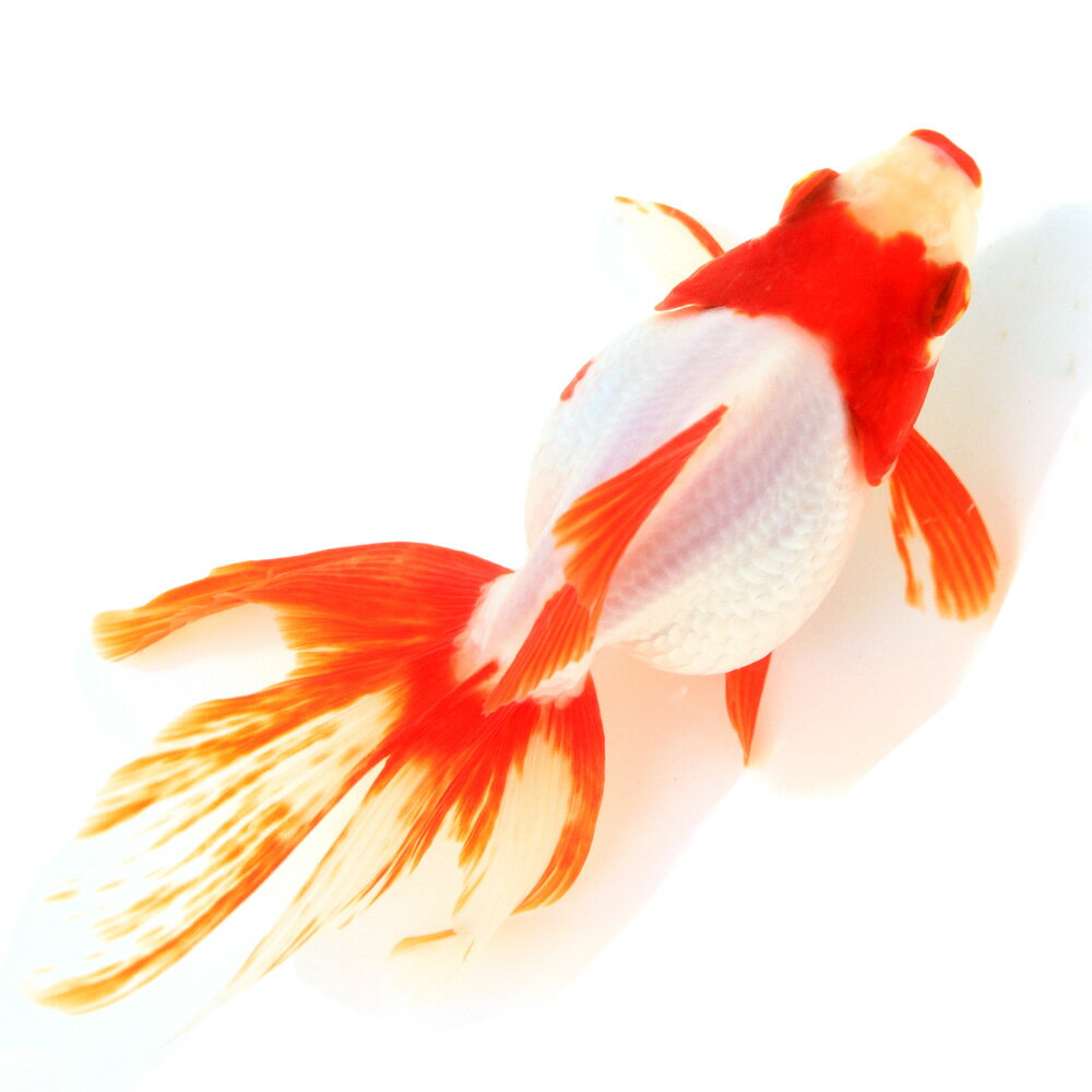 （国産金魚）一点物　飯田更紗琉金　13cm±　（1匹）　関東当日便