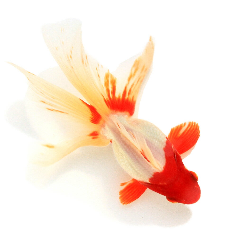 （国産金魚）一点物　飯田更紗琉金　13cm±　（1匹）　関東当日便