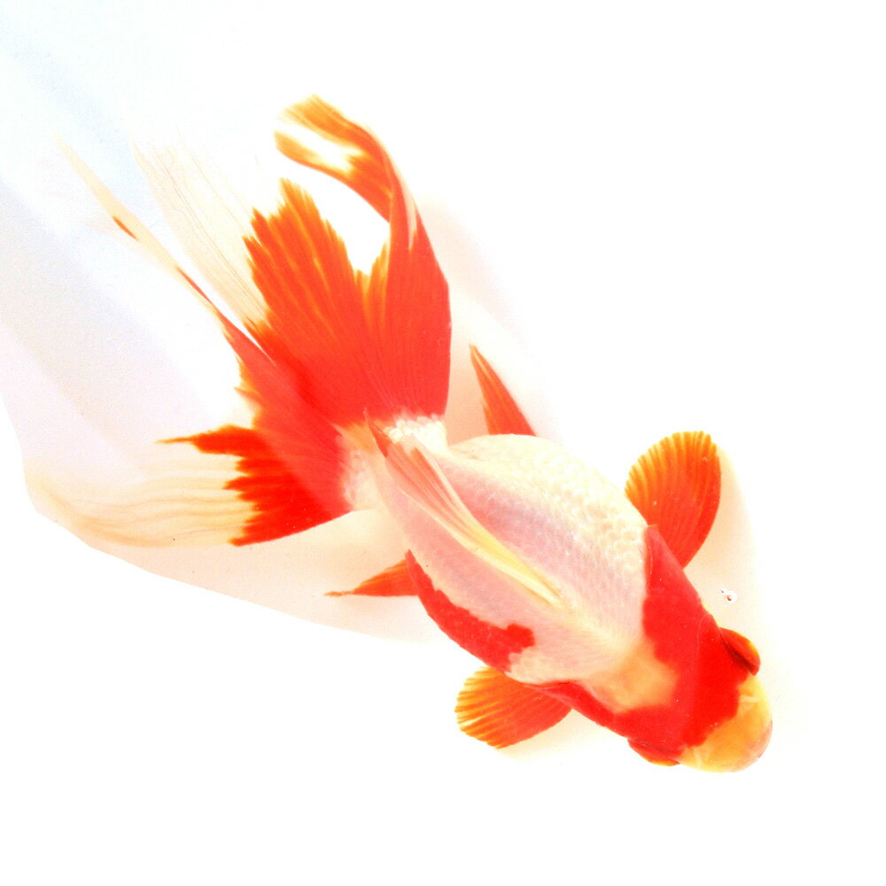 （国産金魚）一点物　飯田更紗琉金　13cm±　（1匹）　関東当日便