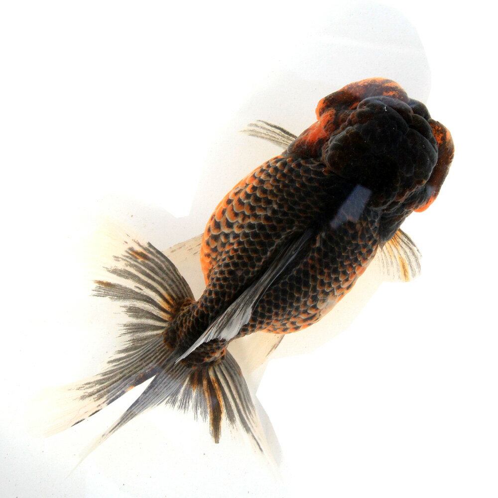 �ʹ񻺶���˰���ʪ���޿���ӡ�17cm�ޡ�1ɤ��