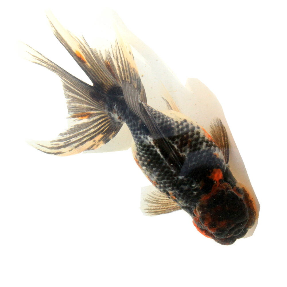 �ʹ񻺶���˰���ʪ���޿���ӡ�15cm�ޡ�1ɤ��