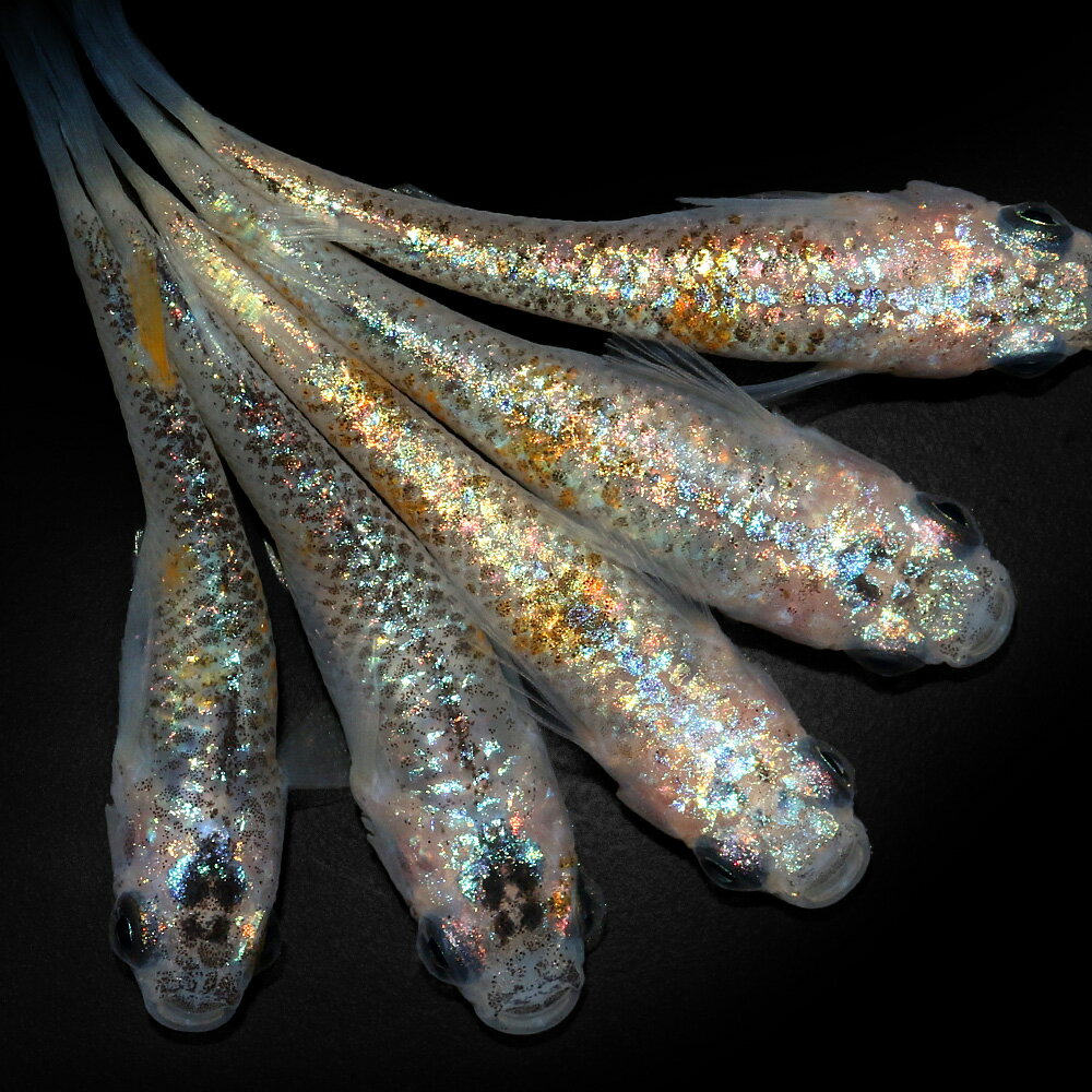 （めだか）ユリシスパラディーゾメダカ（10匹）