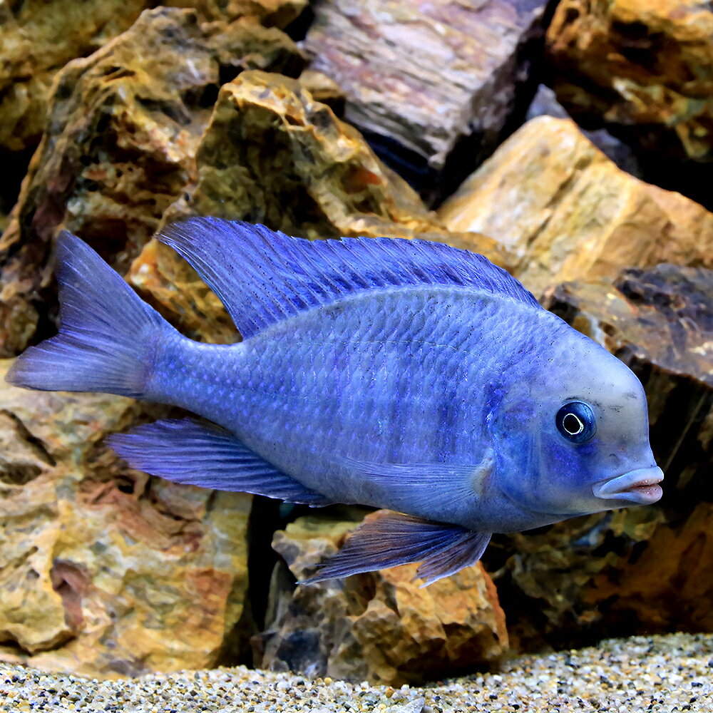 （熱帯魚）キルトカラ・モーリー　約15〜20cm（1匹）　北海道・九州航空便要保温