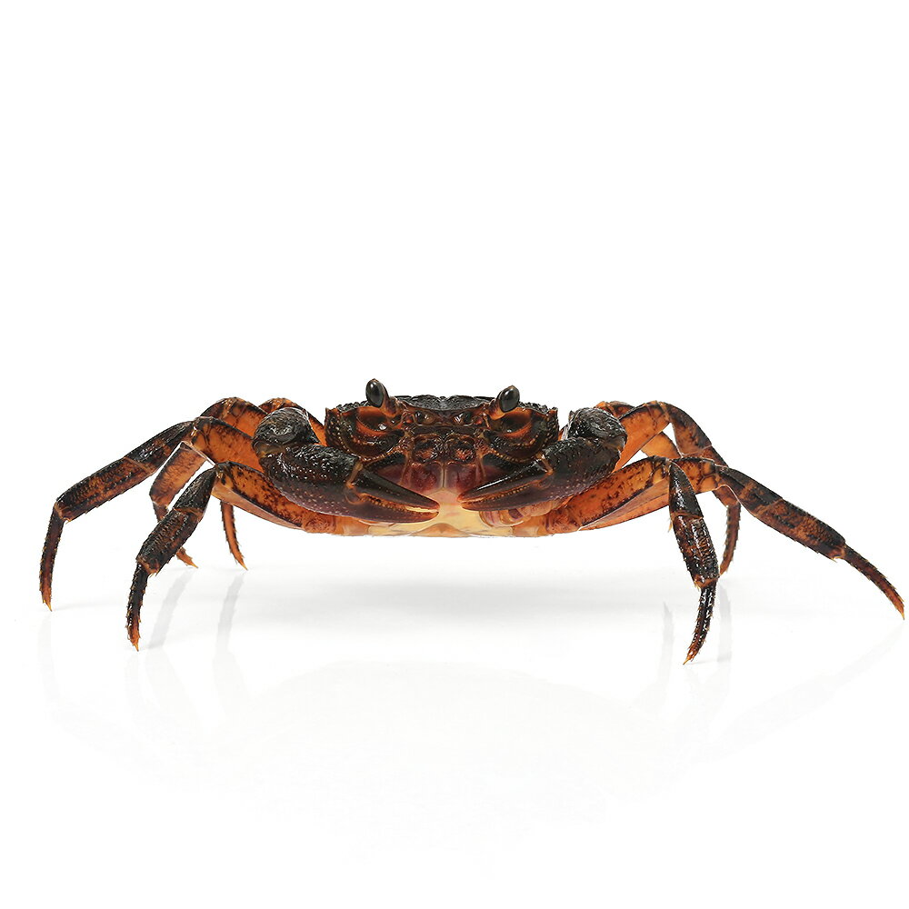 �ʥ��ӡ����ˡ˥����ʥ�ߥʥߥ��塞�ˡ�������1ɤ�ˡ��̳�ƻ���彣�Ҷ������ݲ�