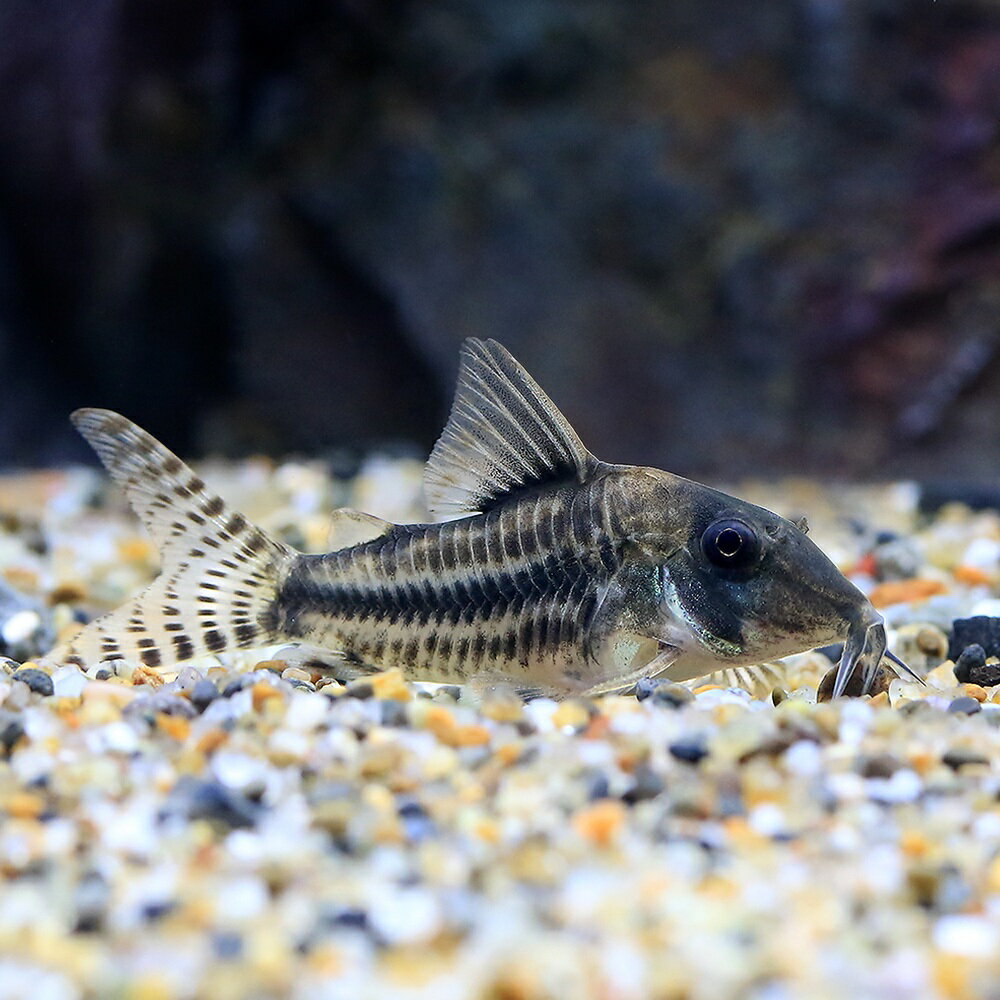 （熱帯魚）コリドラス・ロングノーズゴメス（ワイルド）（1匹）　北海道・九州航空便要保温
