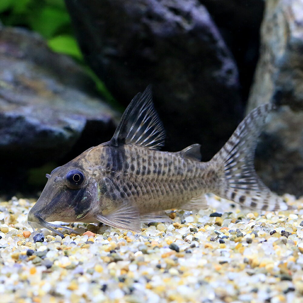 （熱帯魚）コリドラス・sp．オリシミナ（ワイルド）（1匹）　北海道・九州航空便要保温　沖縄別途送料