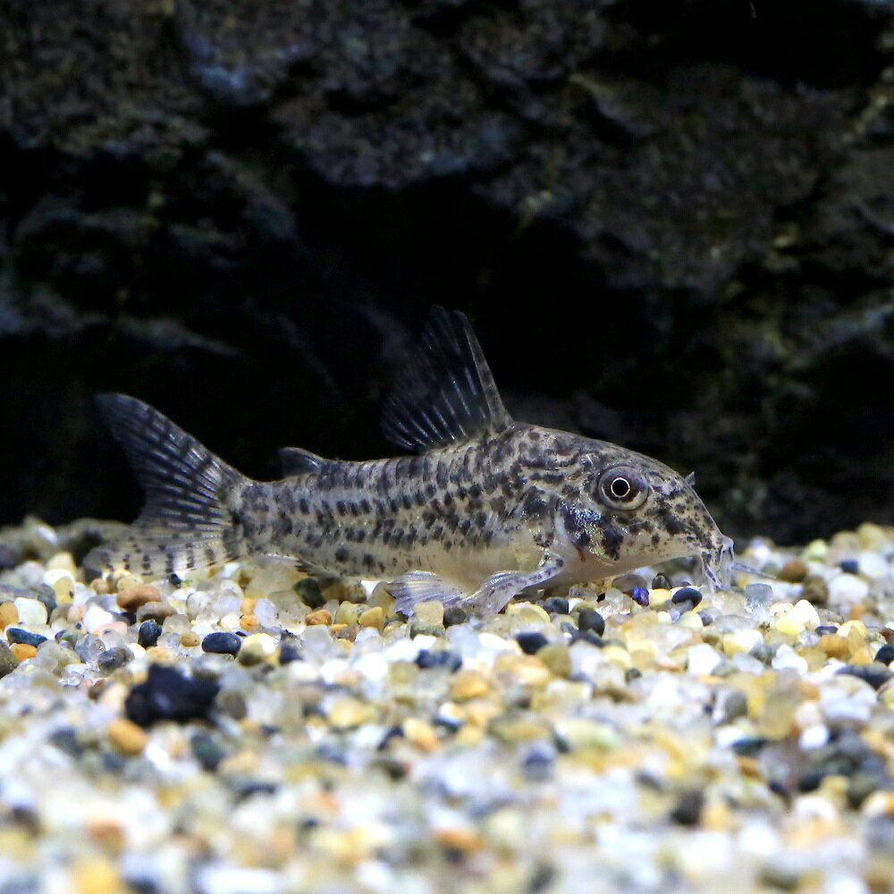 （熱帯魚）コリドラス・sp.アチニンガ（ワイルド）（1匹）　北海道・九州航空便要保温　沖縄別途送料