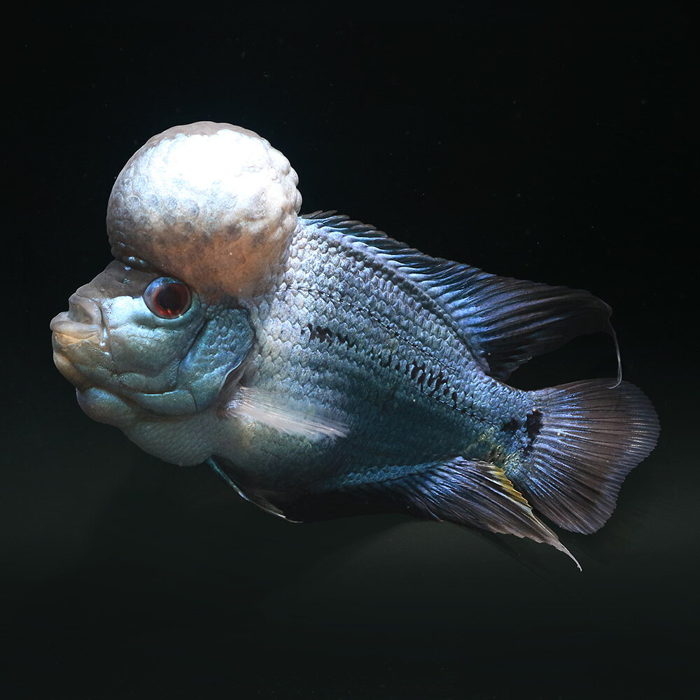 （熱帯魚）一点物　フラワーホーン　タイシルク（1匹）　北海道航空便要保温