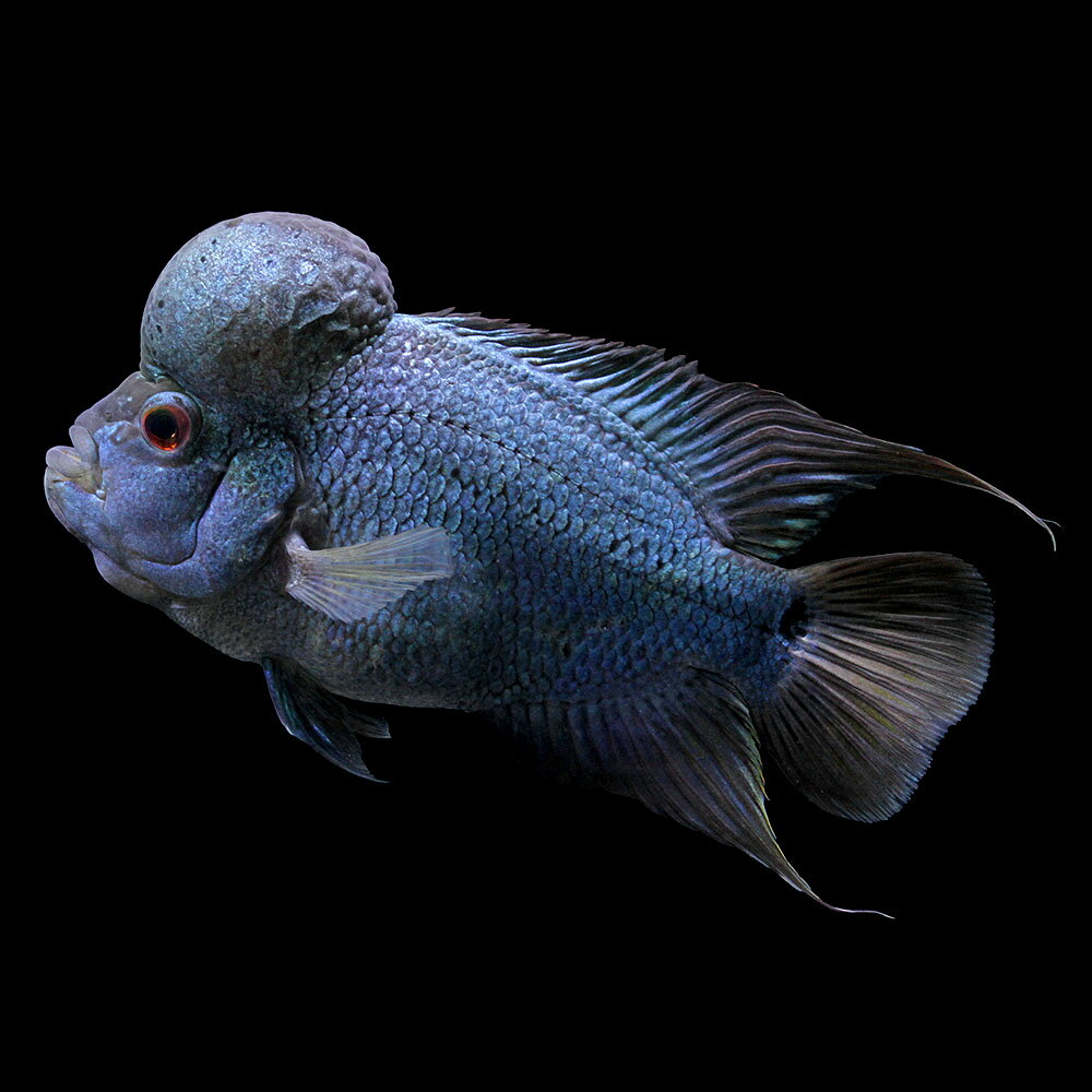 （熱帯魚）一点物　フラワーホーン　タイシルク（1匹）　北海道航空便要保温