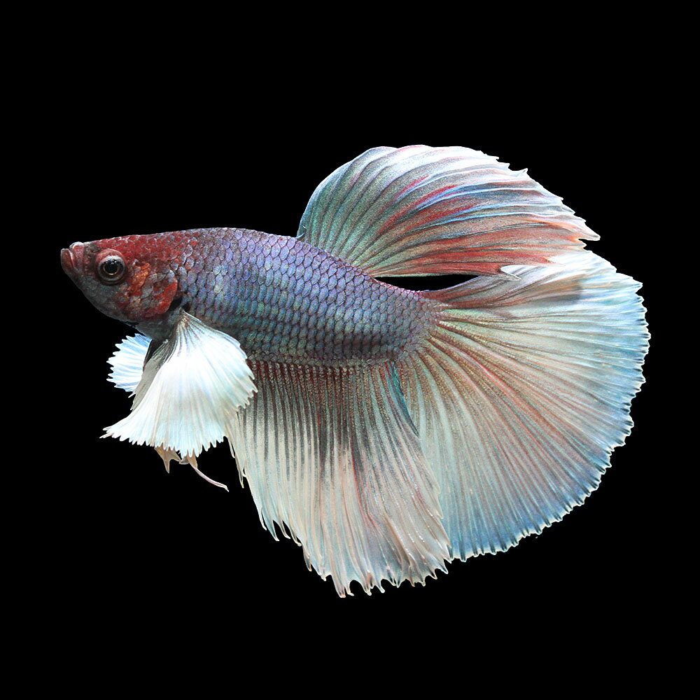 （熱帯魚）ベタ・エレファントイヤー　スーパーデルタテール　オス（1匹）　北海道・九州航空便要保温