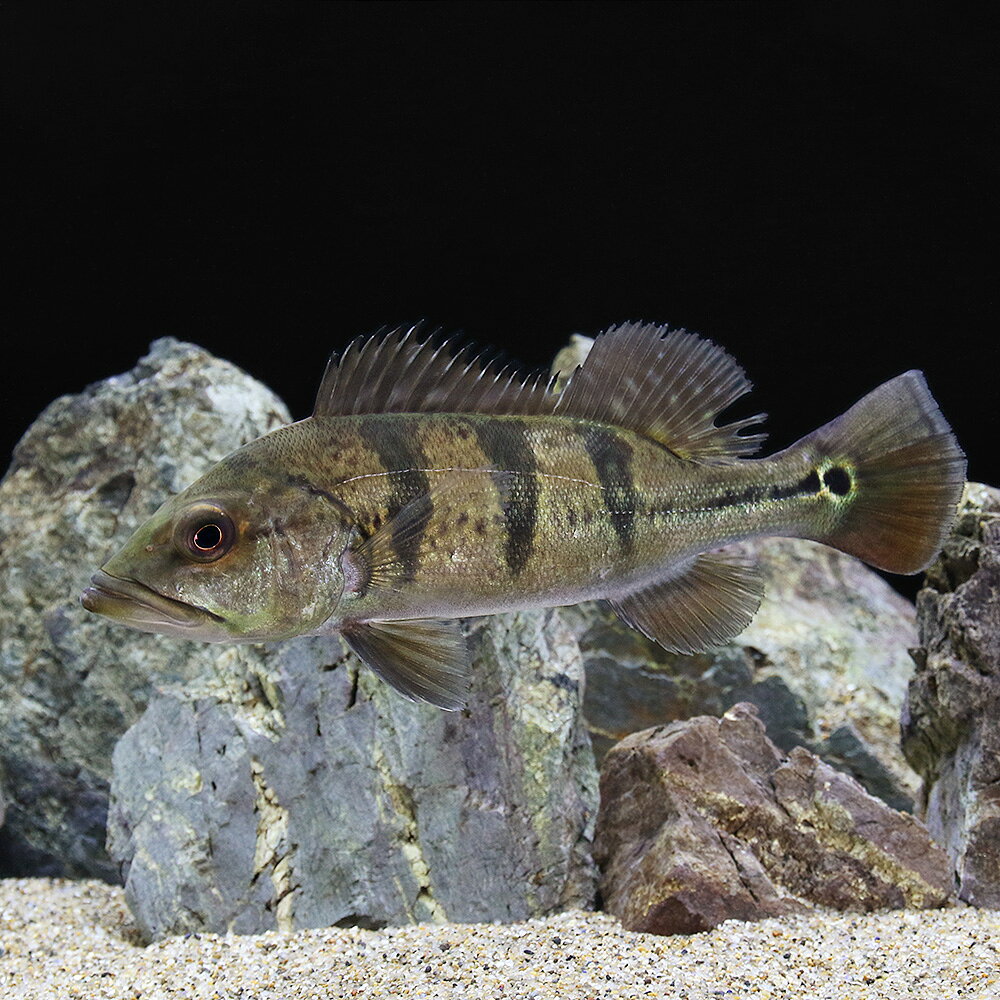 （熱帯魚）キクラ・ケルベリー　Mサイズ（約11〜20cm）（ブリード）（1匹）　北海道・九州航空便要保温