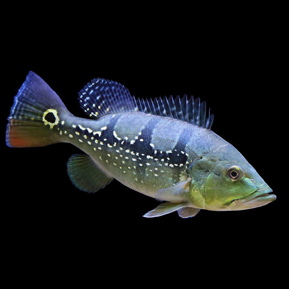 （熱帯魚）キクラ・オリノセンシス（オリノコエンシス）Mサイズ（ブリード）（1匹）　北海道・九州航空便 ...