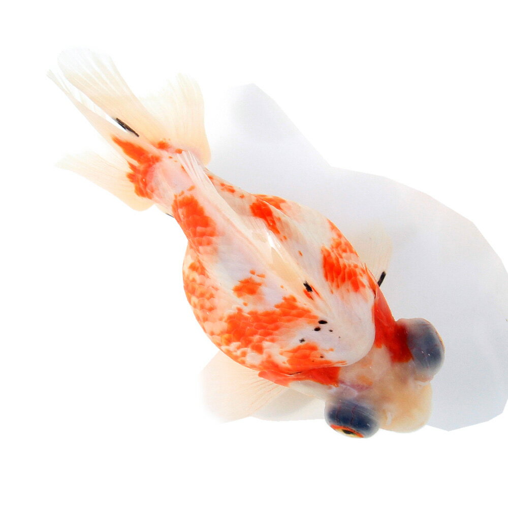 �ʶ���˰���ʪ������ꥳ���ܶ⡡12cm�ޡʥ���ɥͥ������ˡ�1ɤ��