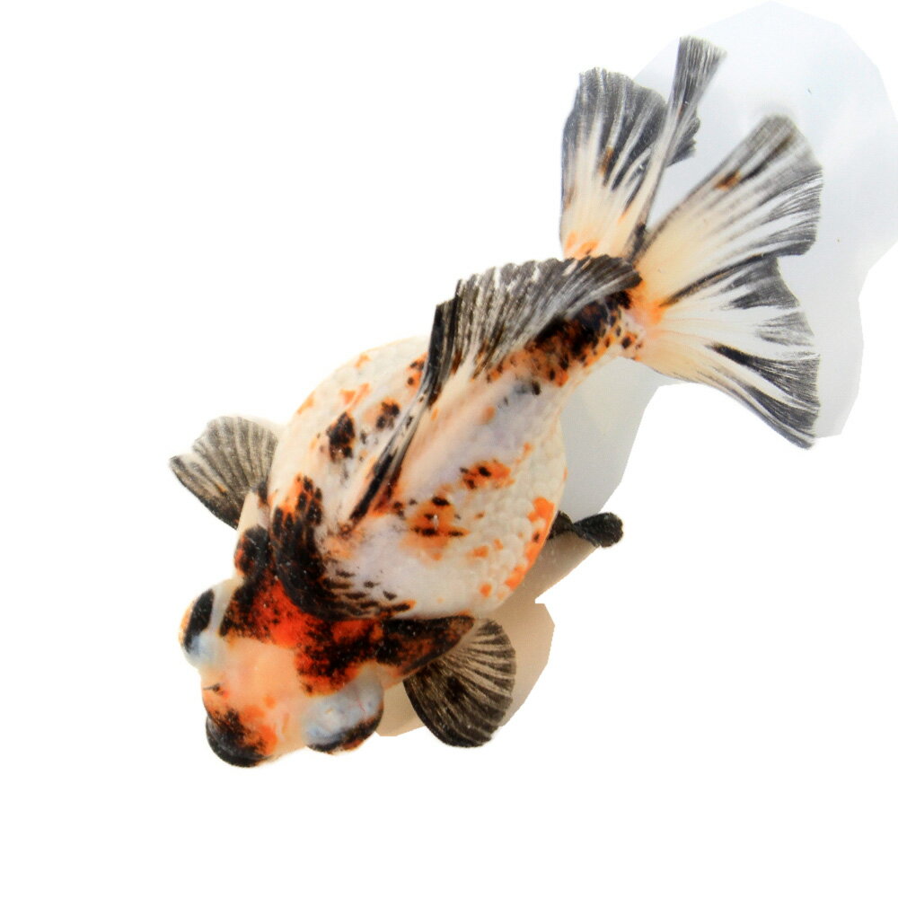 �ʶ���˰���ʪ������ꥳ���ܶ⡡12cm�ޡʥ���ɥͥ������ˡ�1ɤ��