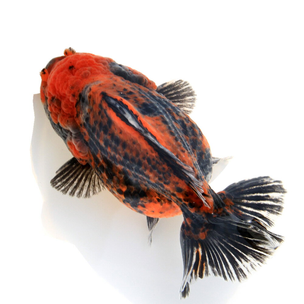 （金魚）一点物　オランダ獅子頭　ショートテール　12cm±（インドネシア産）（1匹）　関東当日便