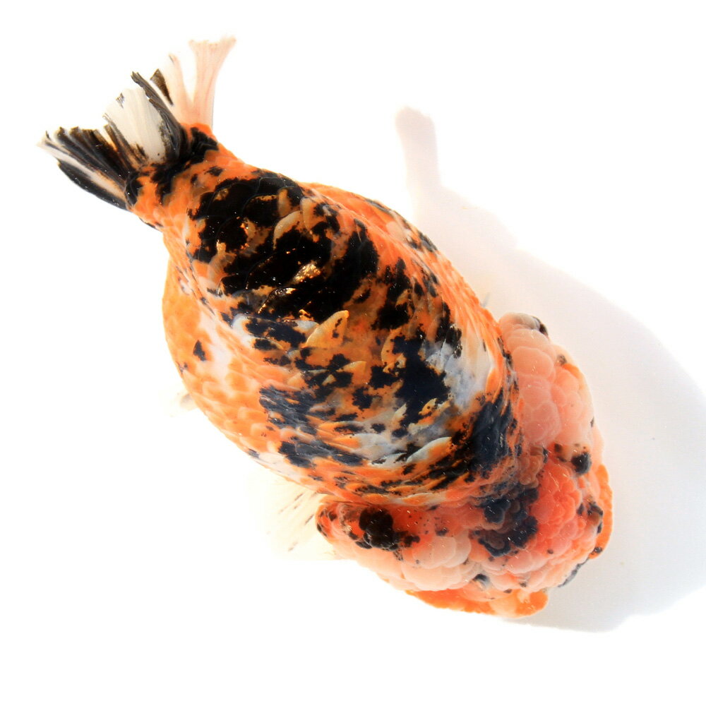 �ʶ���˰���ʪ�����Ͷӡ�11cm�ޡʥ���ɥͥ������ˡ�1ɤ�ˡ��̳�ƻ���彣�Ҷ������ݲ�