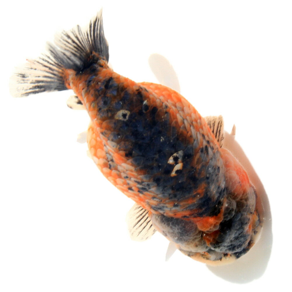 �ʶ���˰���ʪ�����Ͷӡ�11cm�ޡʥ���ɥͥ������ˡ�1ɤ�ˡ��̳�ƻ���彣�Ҷ������ݲ�