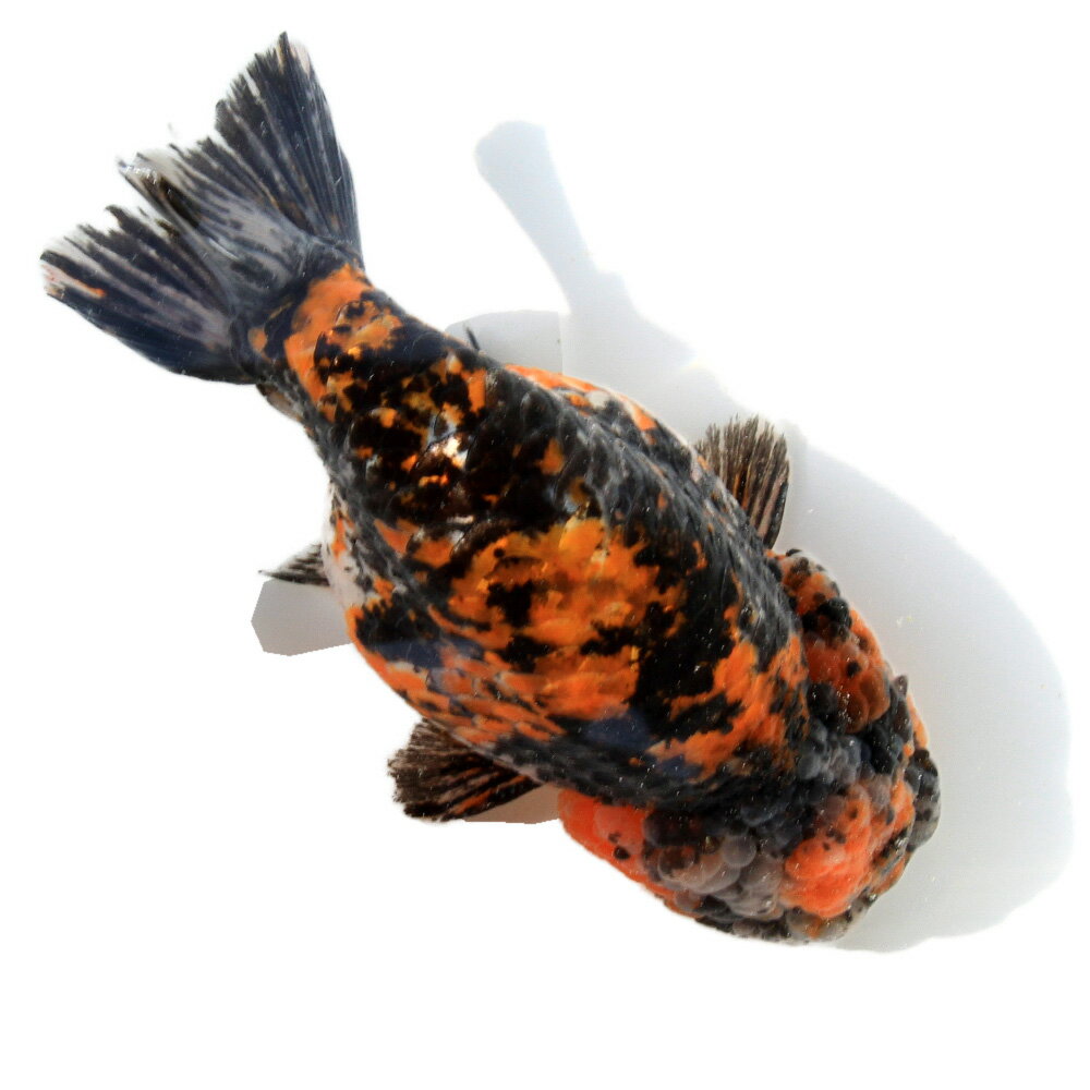 �ʶ���˰���ʪ�����Ͷӡ�14cm�ޡʥ���ɥͥ������ˡ�1ɤ�ˡ��̳�ƻ���彣�Ҷ������ݲ�