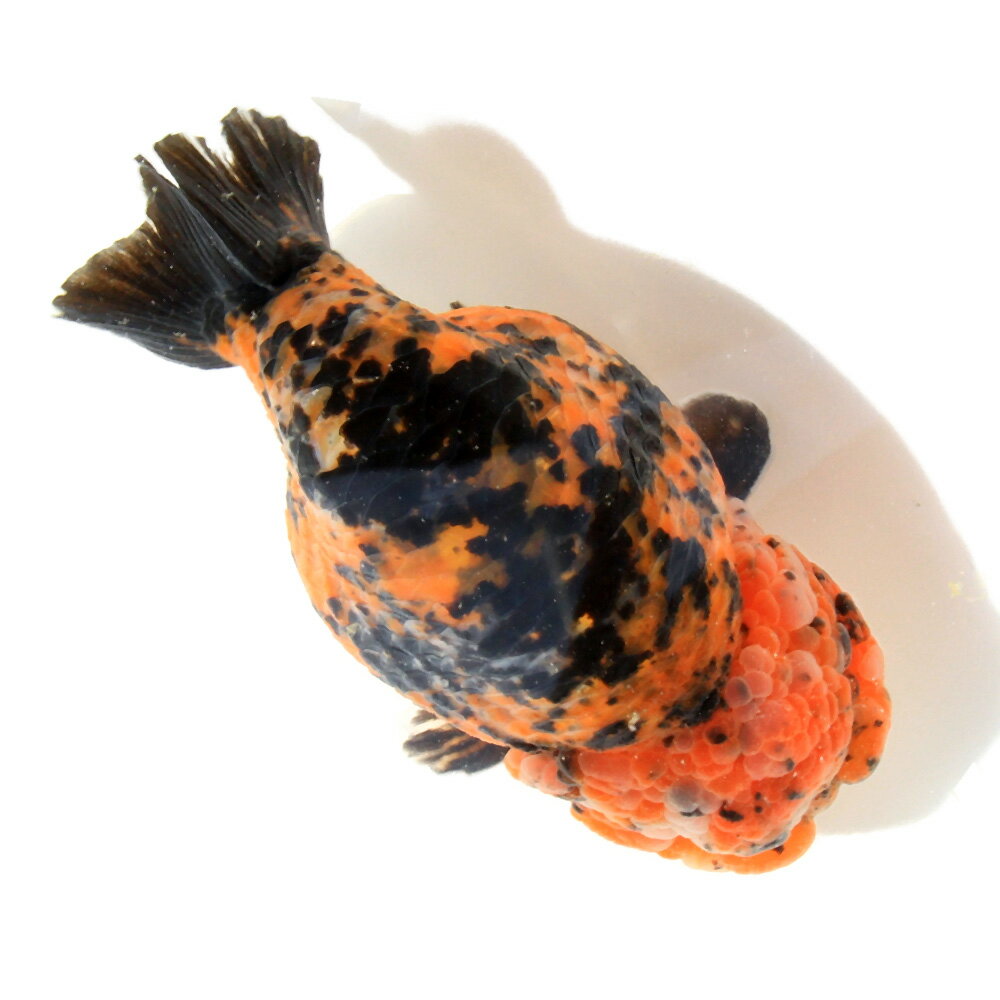 �ʶ���˰���ʪ�����Ͷӡ�12cm�ޡʥ���ɥͥ������ˡ�1ɤ�ˡ��̳�ƻ���彣�Ҷ������ݲ�