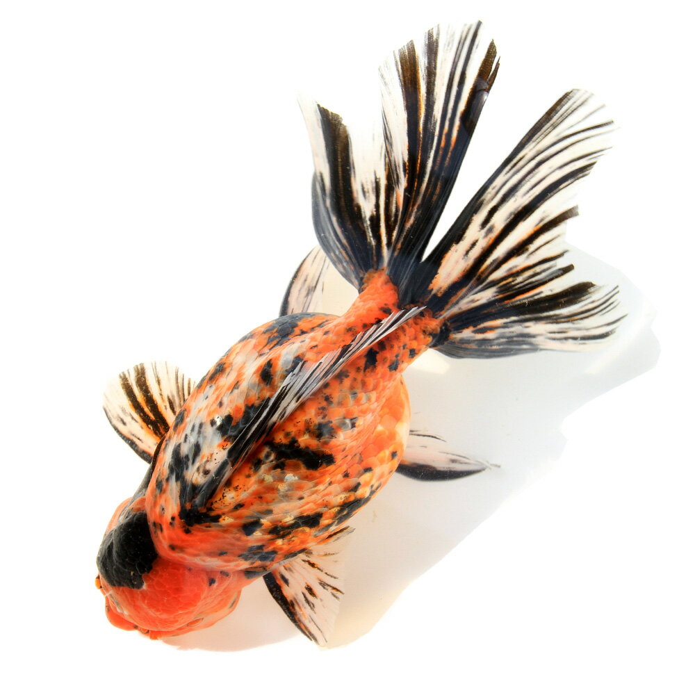 �ʶ���˰���ʪ�����������Ƭ��20cm�ޡʥ���ɥͥ������ˡ�1ɤ�ˡ�����������