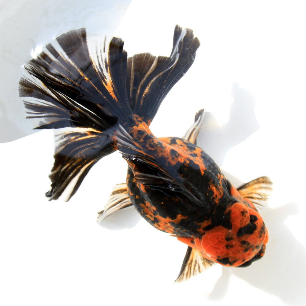 �ʶ���˰���ʪ�����������Ƭ��18cm�ޡʥ���ɥͥ������ˡ�1ɤ�ˡ�����������