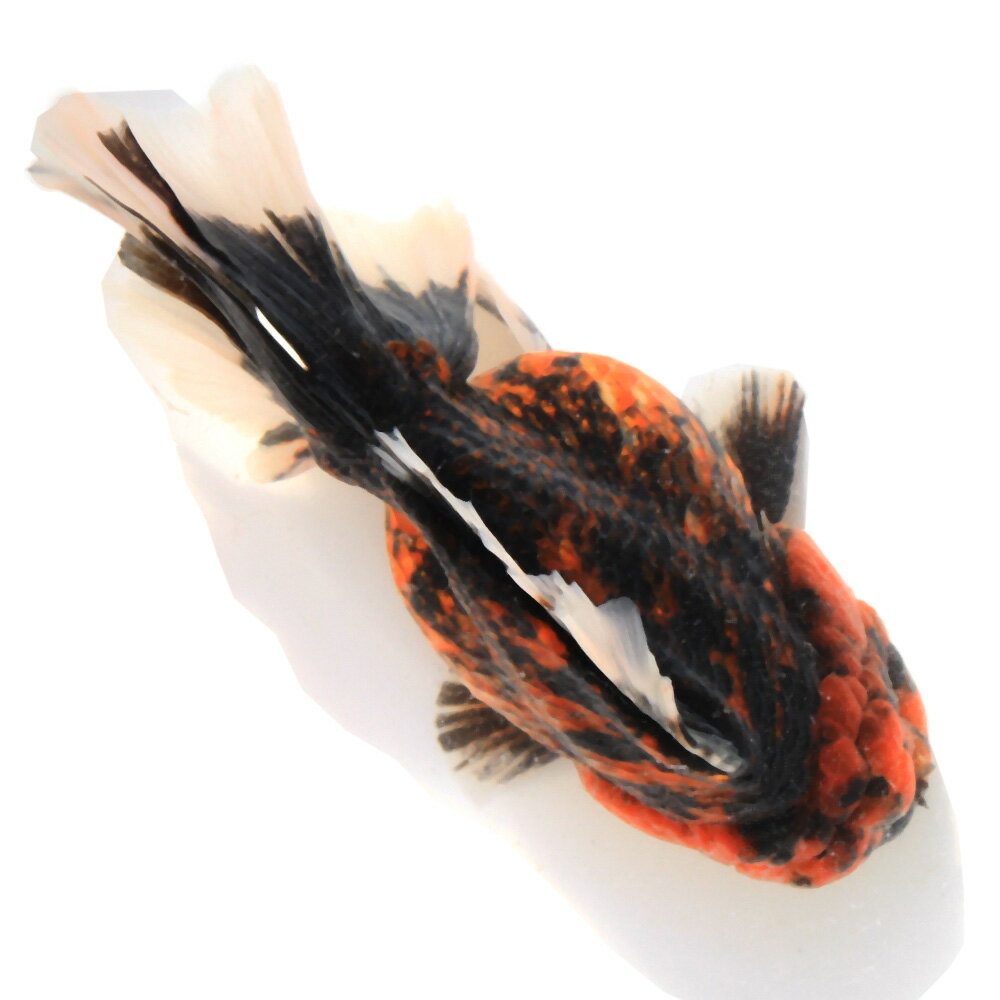 （金魚）一点物　タイガーオランダ獅子頭　18cm±（インドネシア産）（1匹）