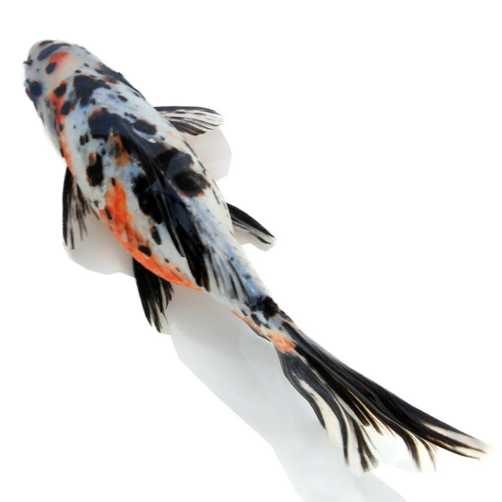 （金魚）一点物　墨朱文金　25cm±　中国産（1匹）