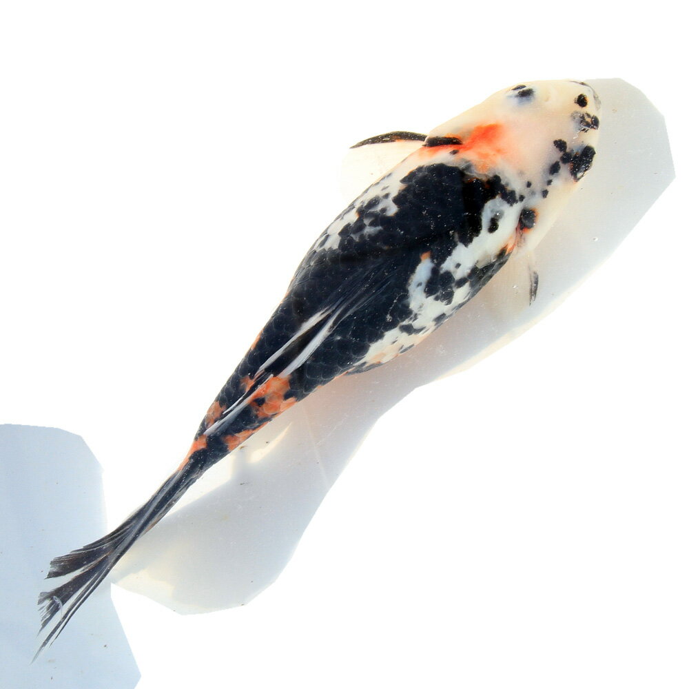 �ʶ���˰���ʪ����ʸ�⡡25cm�ޡ���񻺡�1ɤ��