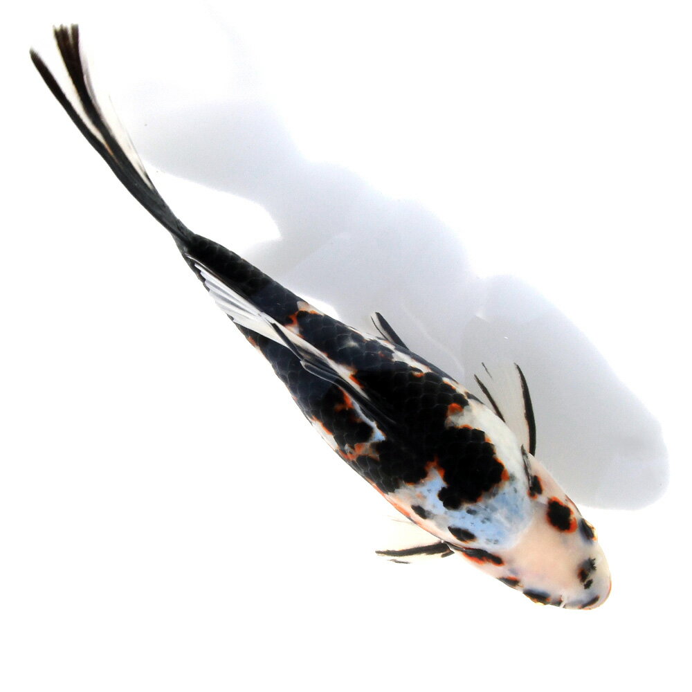 �ʶ���˰���ʪ����ʸ�⡡25cm�ޡ���񻺡�1ɤ��