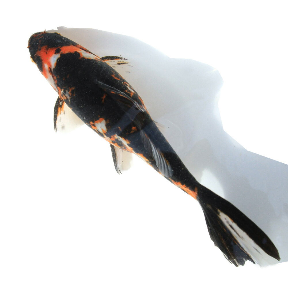 �ʶ���˰���ʪ����ʸ�⡡25cm�ޡ���񻺡�1ɤ��