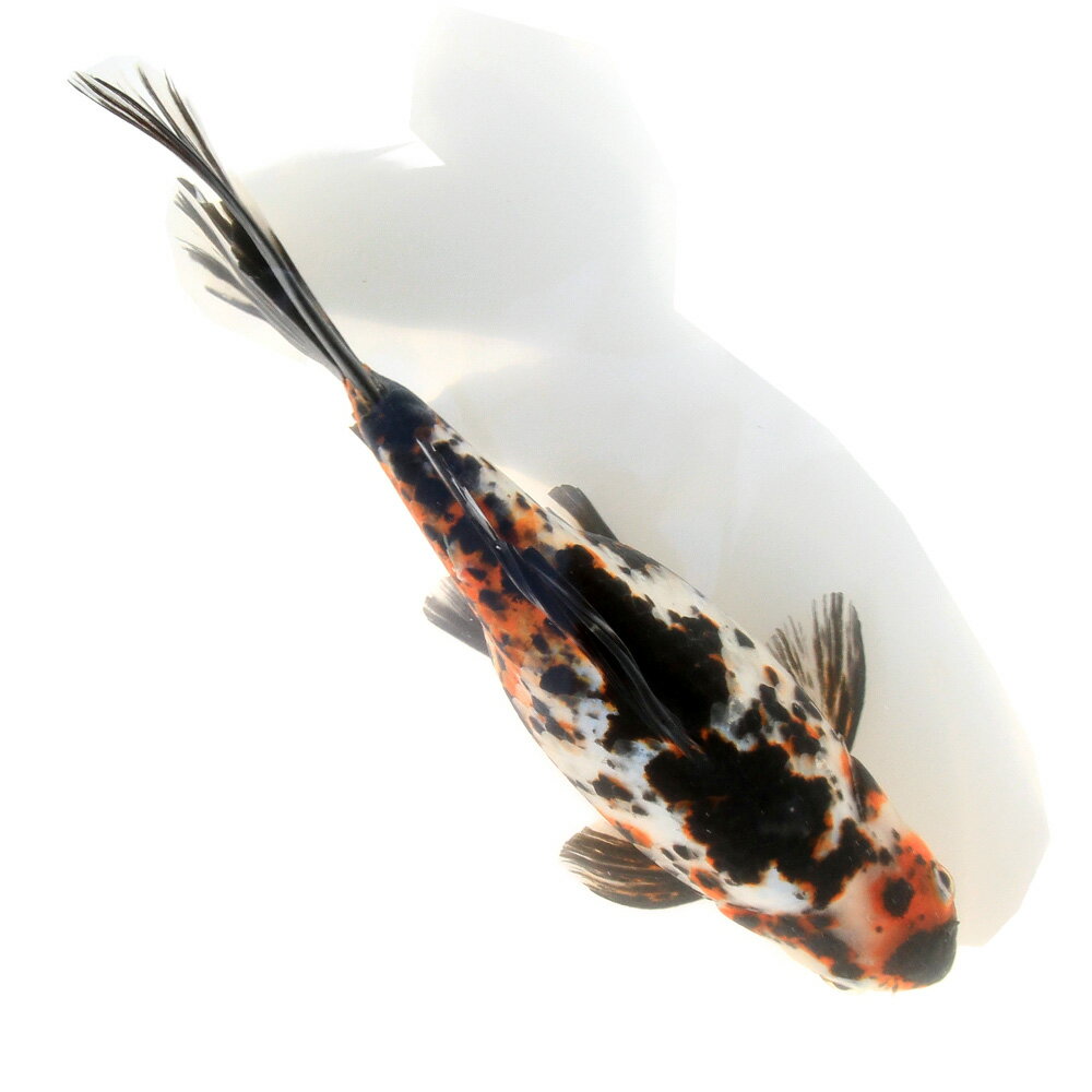 �ʶ���˰���ʪ����ʸ�⡡25cm�ޡ���񻺡�1ɤ��